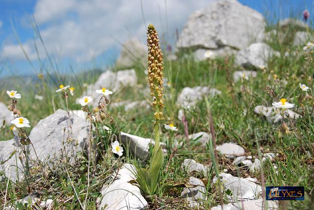orchis anthropophora.JPG